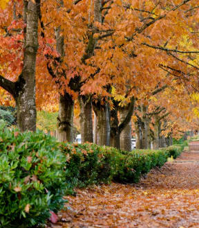 Fall Trees in Seattle Washington
