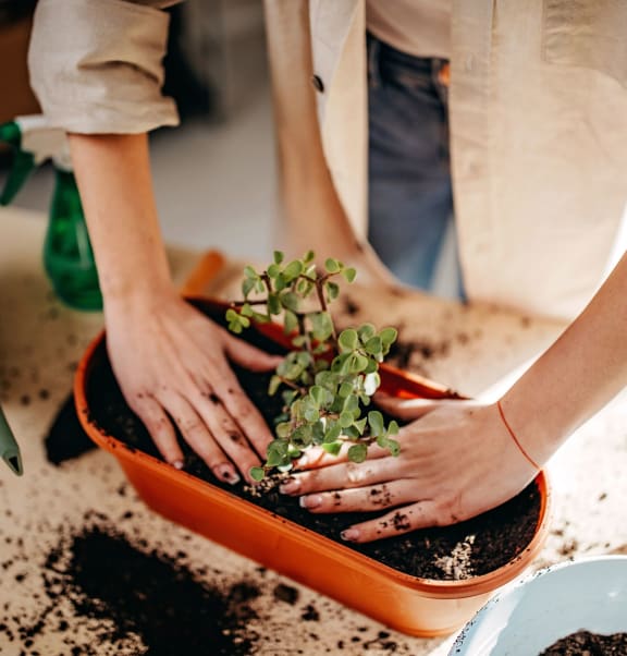a person planting a plant in a pot
