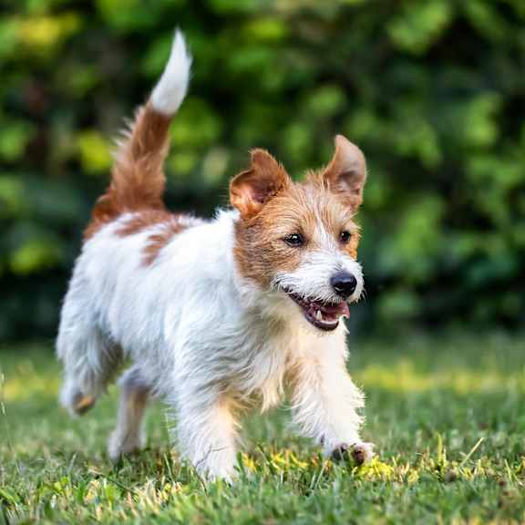 A brown and white dog running on the grass.