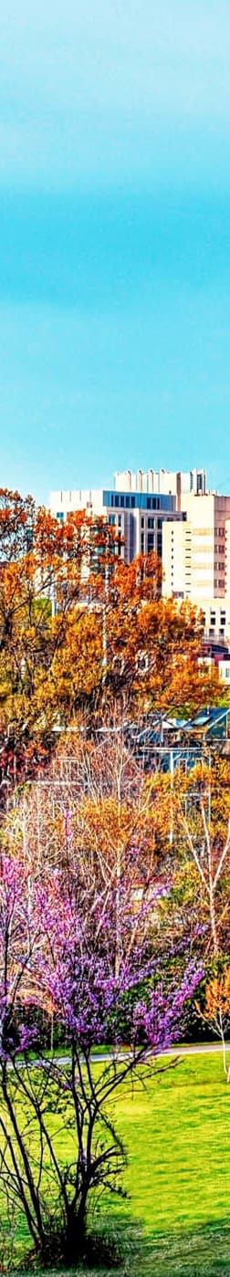 Skyline at The Falstaff, Raleigh, North Carolina