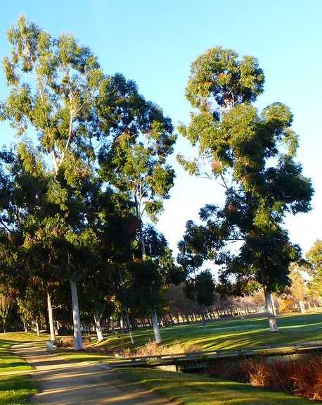 A park with a pathway and trees.