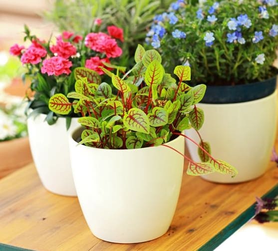 Container Gardening at Juniper Springs A Concierge Community, Austin, TX