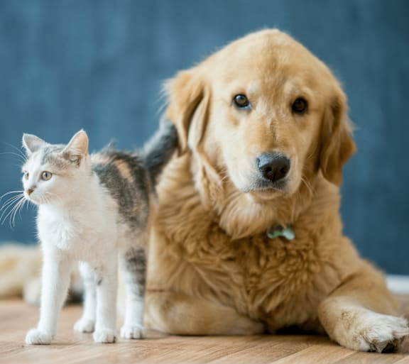 A dog and a cat are sitting next to each other on a wooden floor.