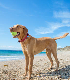 a dog standing on a beach holding a tennis ball in its mouth