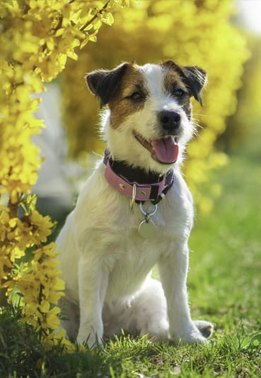 a dog sitting in the grass next to a yellow tree at Willows Court Apartment Homes, Seattle, WA