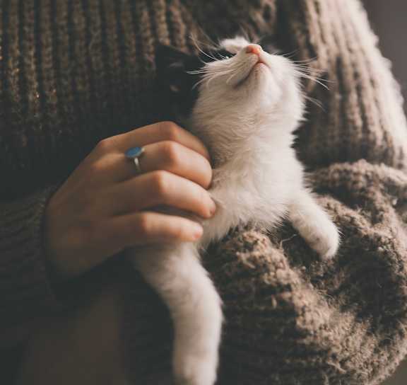 A person in a brown sweater is holding a white cat.