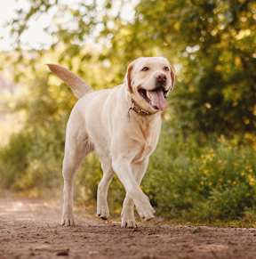 A happy Labrador Retriever is walking on a dirt path in a sunny outdoor setting.