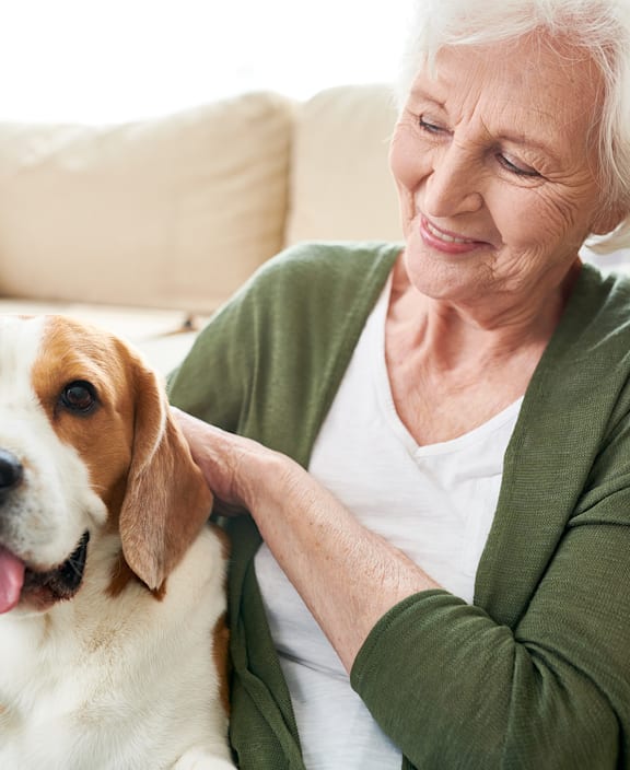 An elderly woman is petting a beagle dog.