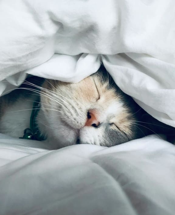 Cat Sleeping Under Covers