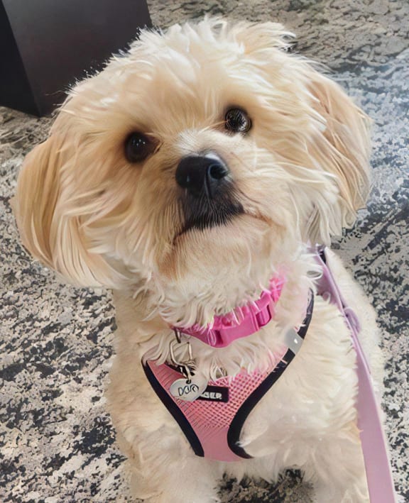 Small Dog Sitting on Carpet