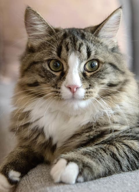 a cat sitting on a couch at Willow Place 55+ Apartments, McDonough, 30253
