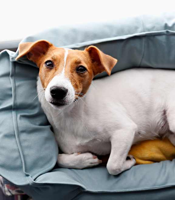 A dog is sitting on a blue cushion.
