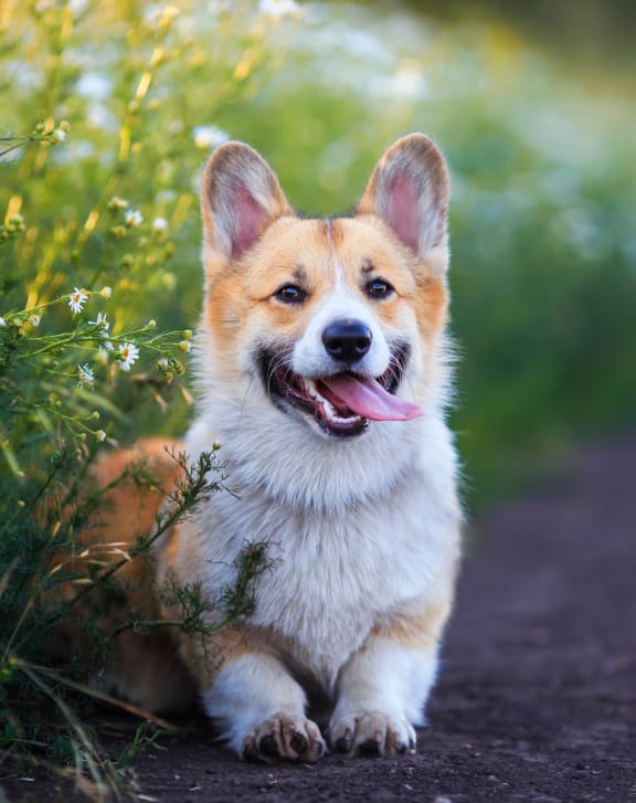a dog smiling at Encore Apartments, Ontario, CA, 91764
