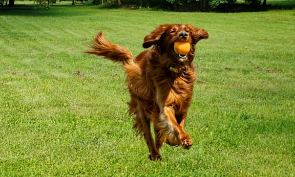 a dog running with a ball in its mouth