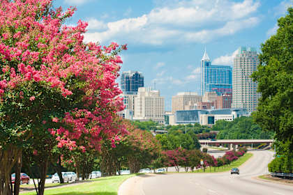 a view of the city from a park with pink flowers