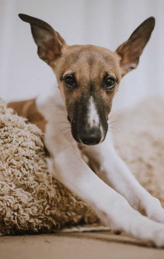 Pet Friendly at Cross Creek Apartments, Beaufort