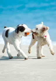 dogs on beach