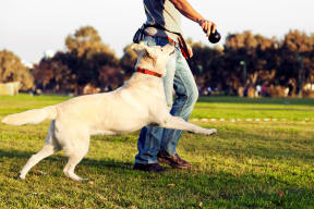 Man walking his dog in the park in Reseda, California
