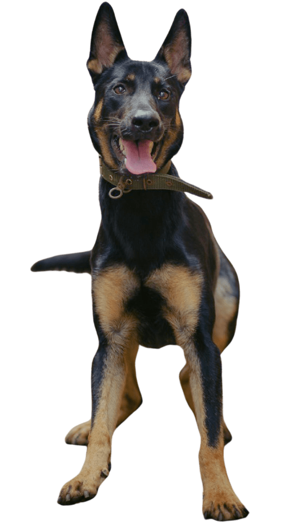 a dog sitting on a black background at The Waterford At Rocketts Landing Apartments, PRG Real Estate, Richmond, Virginia, 23231