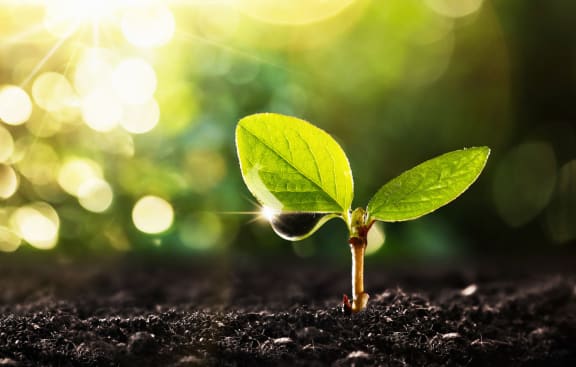 a plant growing in the dirt with the sun shining in the background