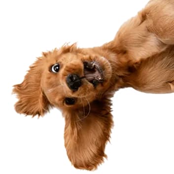 A small brown dog relaxing upside down.