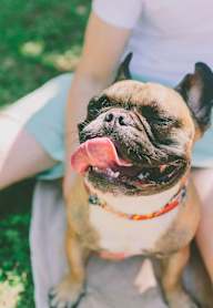 Happy Dog at 810 Ashland, Santa Monica, CA 90405