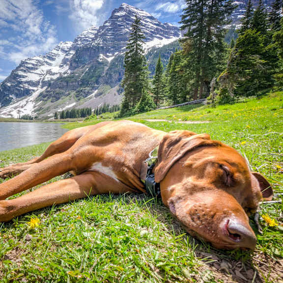 Dog Friendly at Aspen Townhomes, Colorado Springs, 80909