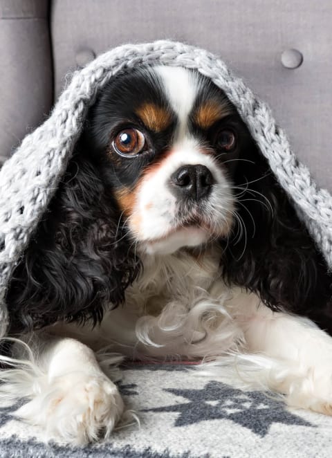 a dog sitting on a couch under a blanket