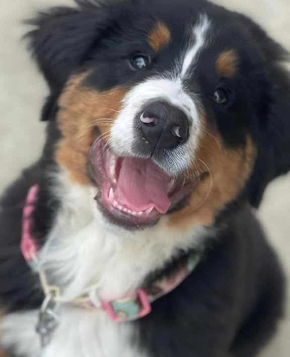 Smiling Dog