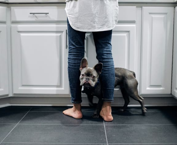 a dog in the kitchen
