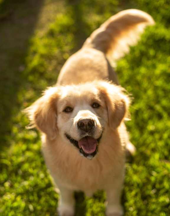 A happy golden retriever dog is standing in the grass.