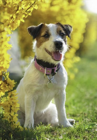 a dog sitting in the grass next to a yellow tree at King Arthurs Court, Washington