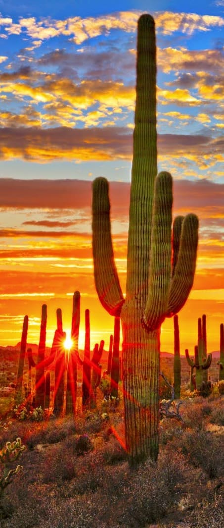 a sunset in the sonoran desert with saguaro cacti at Presidio Palms Apartments, Tucson, AZ, 85701