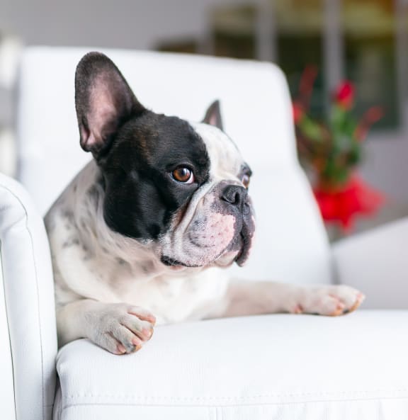 a french bulldog sitting in a white chair