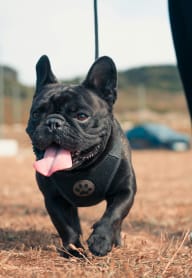 a black dog walking on a leash with its tongue out at University Park, California