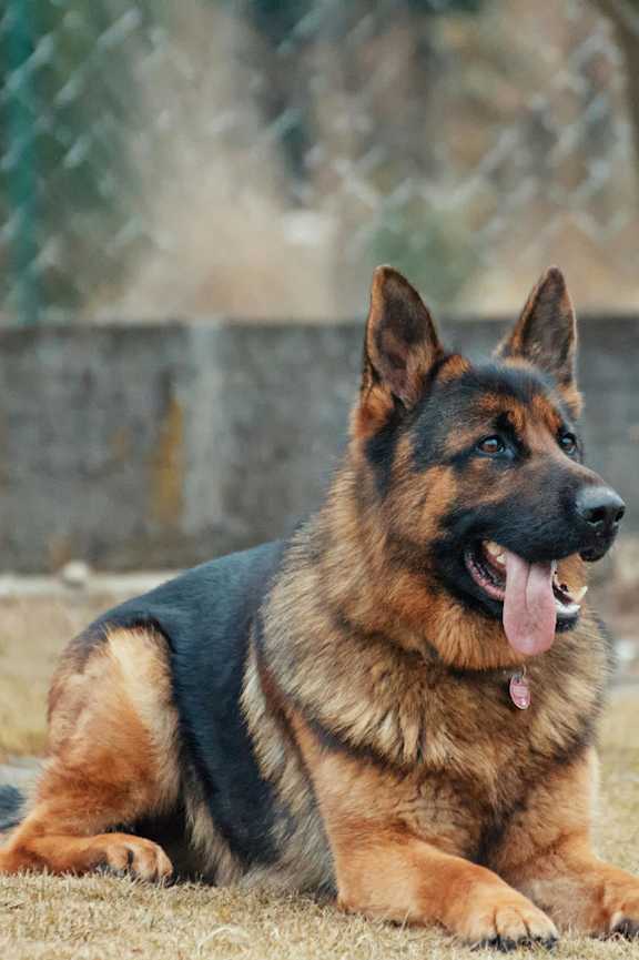 A German Shepherd dog is lying on the grass.