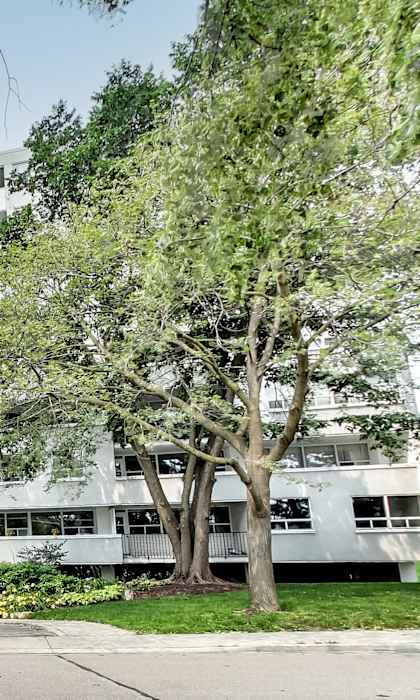 a large white apartment building with trees in front of it