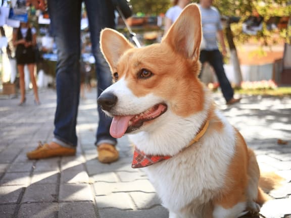 Corgi dog on a leash with people walking in the background 