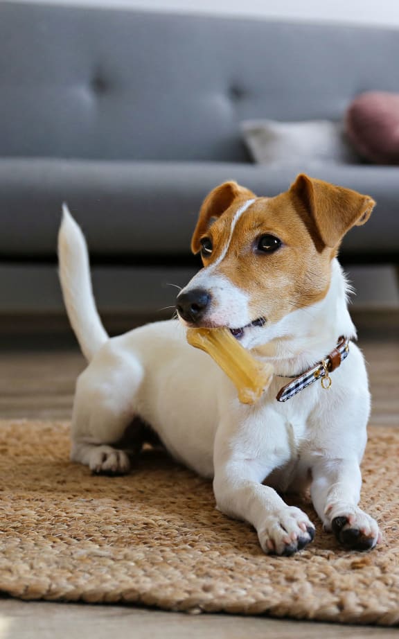 a dog laying on a rug with a toy in its mouth