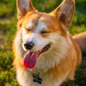 Happy corgi relaxing outdoors, representing the pet-friendly lifestyle at Willow Creek Apartments.