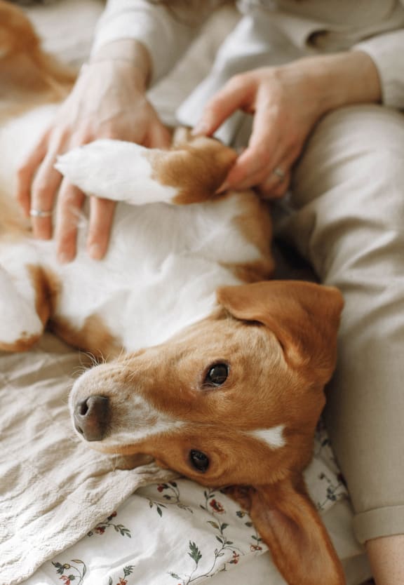 a woman is playing with her dog on the bed at Edgebrook Residences, New Hampshire