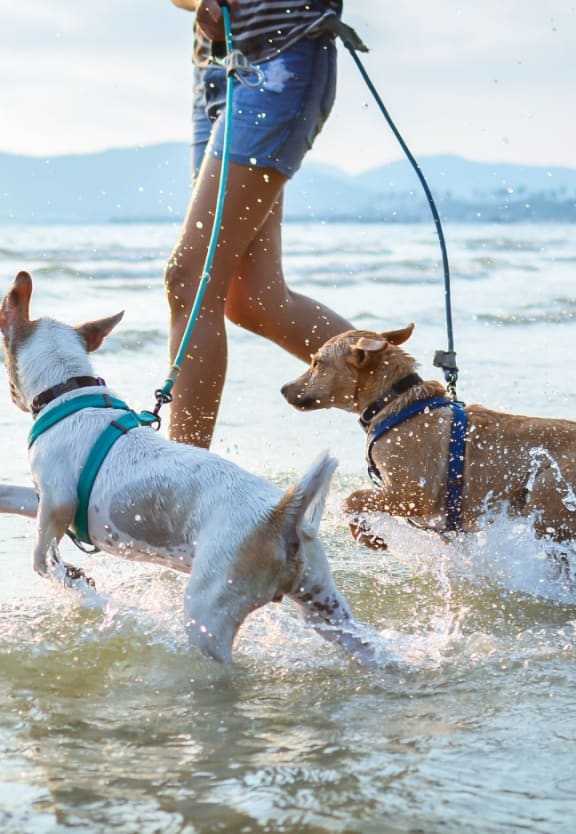 Person Running in Shallow Ocean Water with Two Dogs