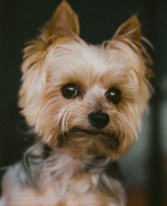 Small Dog