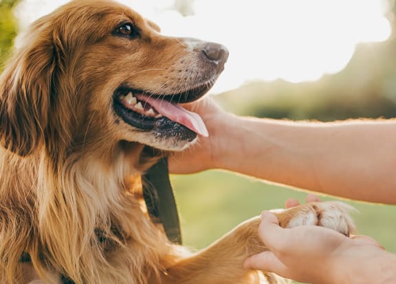 Pet Friendly at Douglas Enclave - Opening February 2023, Miami