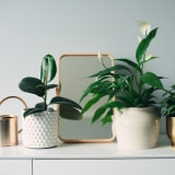 three potted plants and a mirror on a white desk