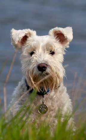 Small white dog wearing a blue collar sitting in the grass