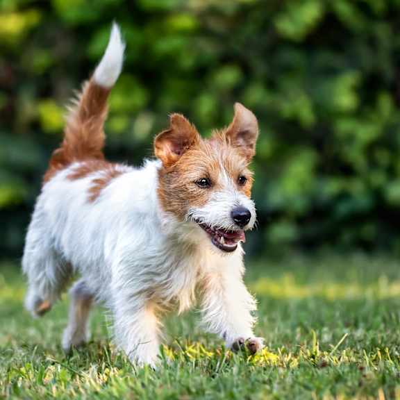 A white and brown dog running on the grass.