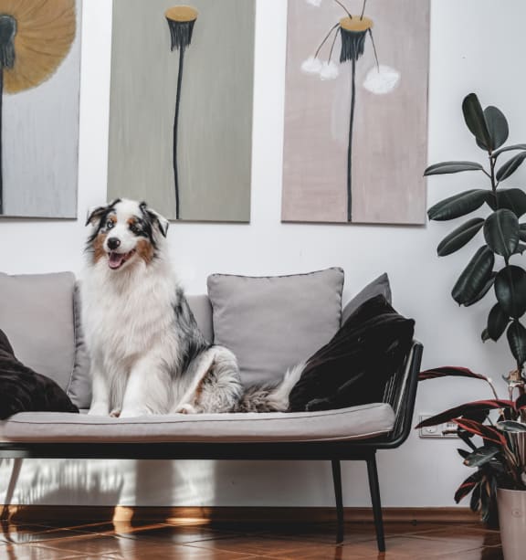 a dog sitting on a couch in a living room