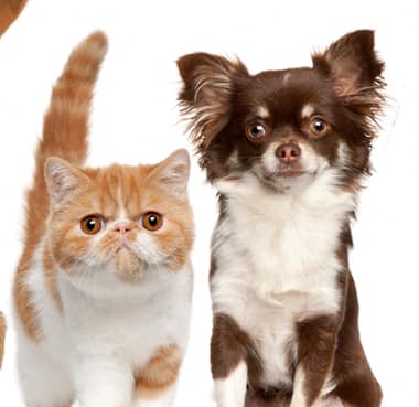 a group of cats and dogs sitting in a row