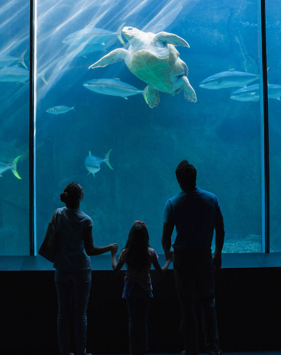 A family is looking at a sea turtle in an aquarium.